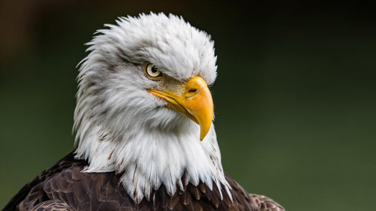Bald Eagle Takes out Government Drone